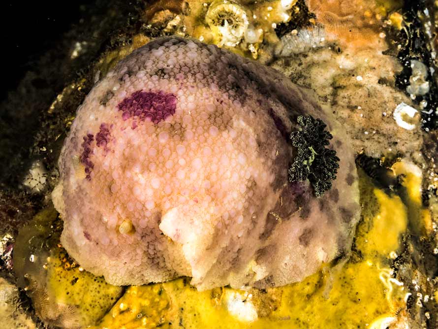 Archidoris pseudoargus
